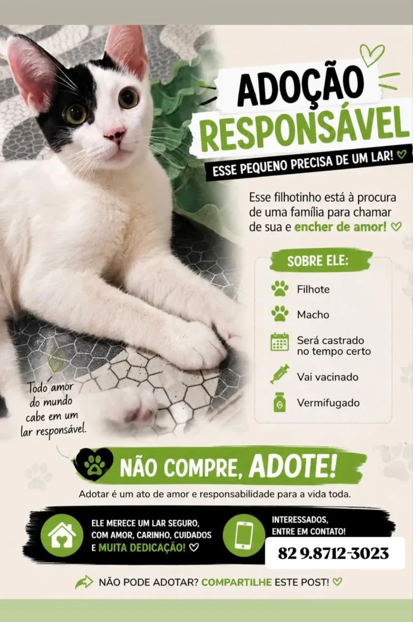 Gato para Adoção  - Foto 2