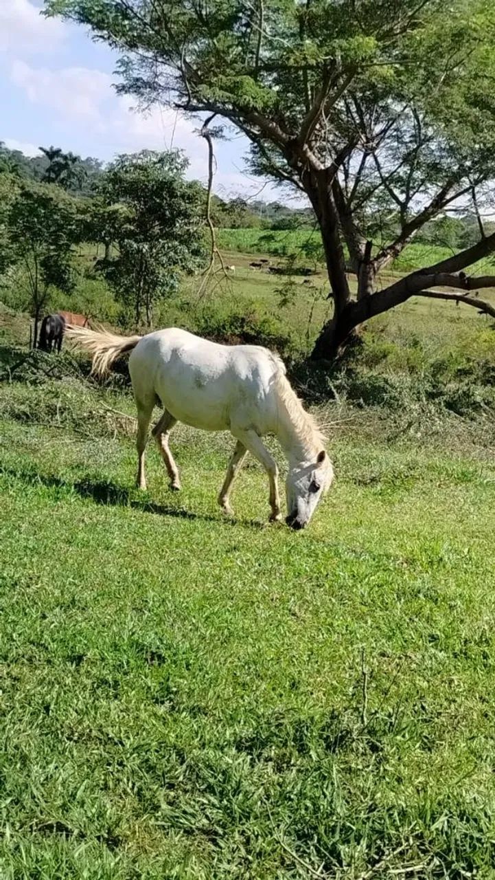 Vendo égua  - Foto 5