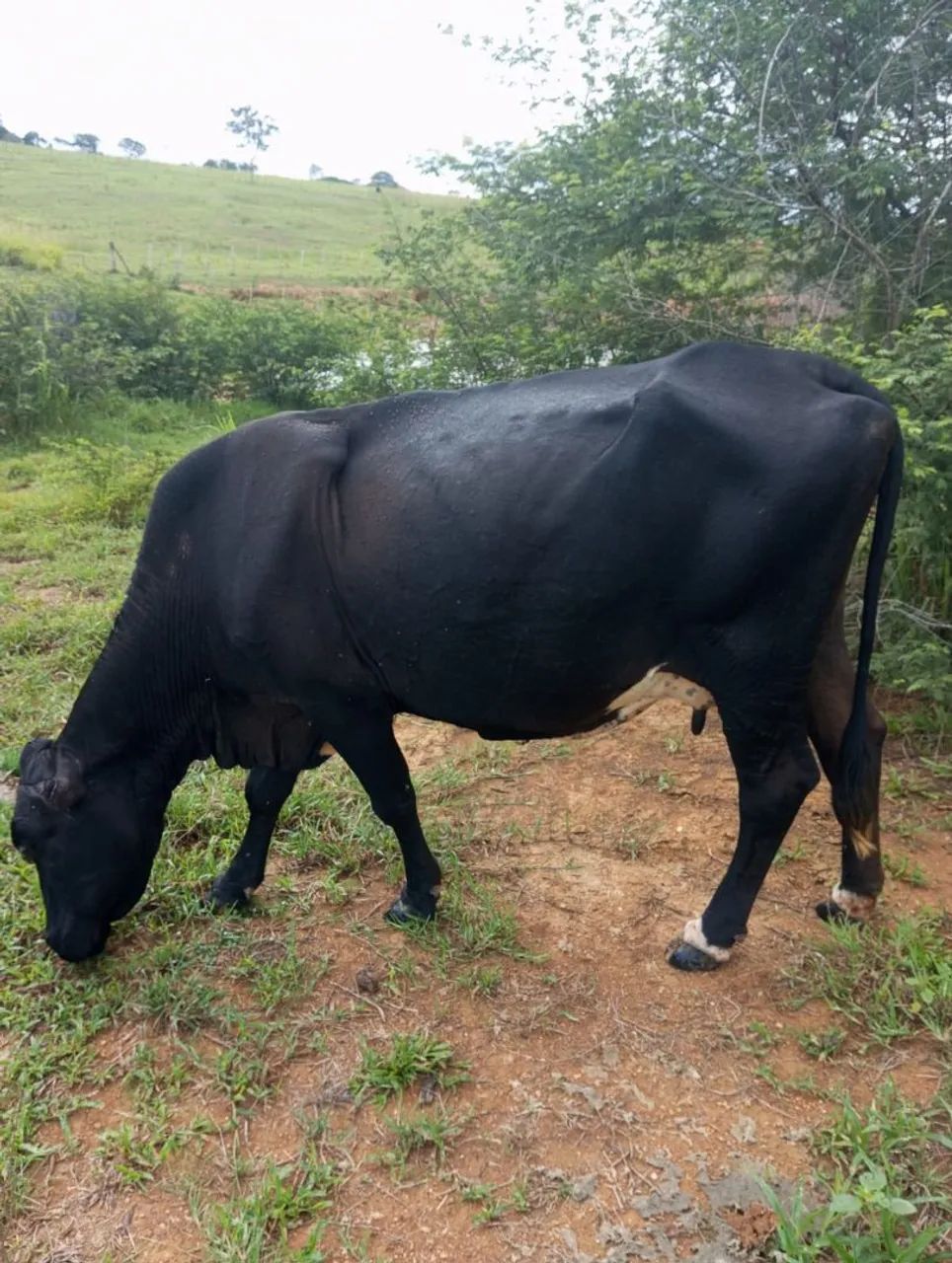 Vende se uma vaca. Ou troco por moto Bros.