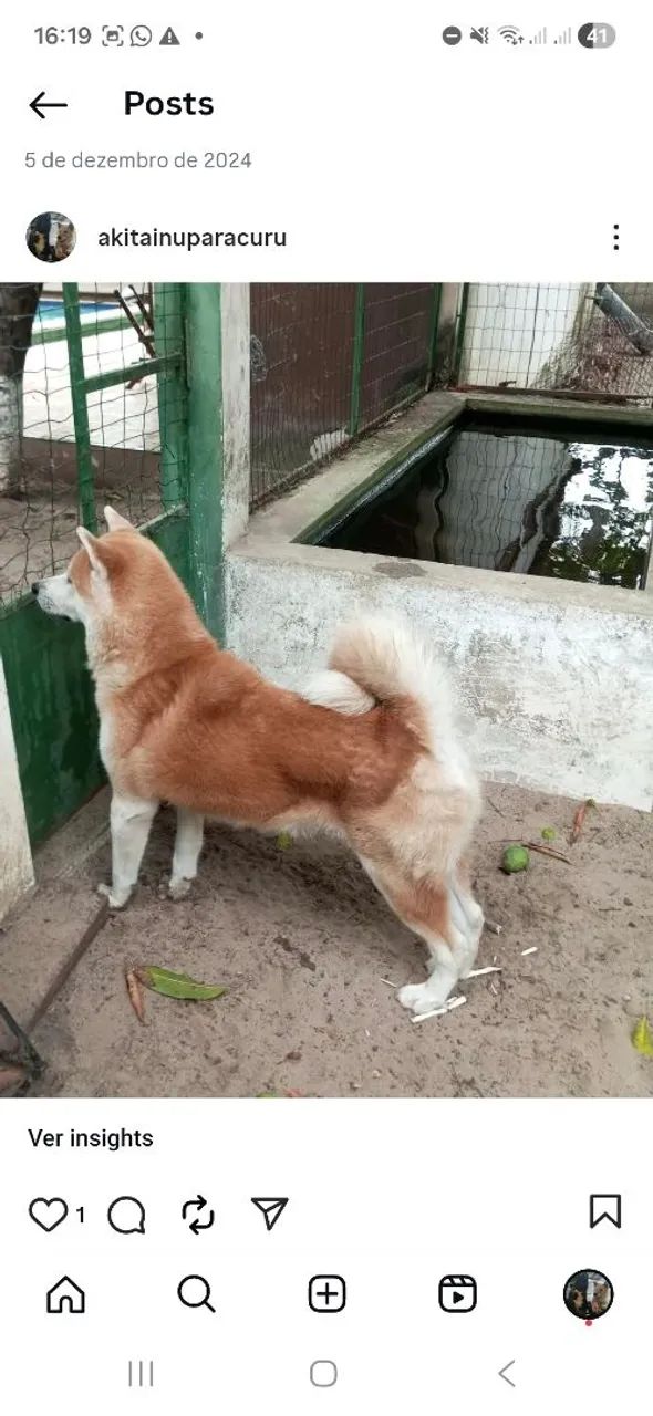 Filhotes.  Cães . Akita inu com pedigre CBKC, netos de campeões  - Foto 2