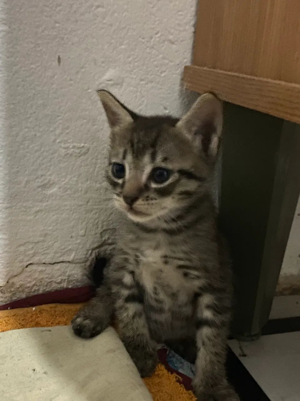 DOAÇÃO DE GATINHOS - Foto 5