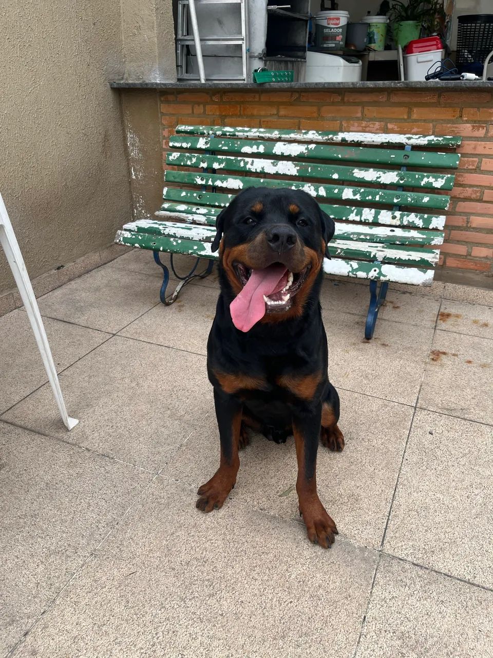 Proucuro namorada pro meu rottweiller  - Foto 3