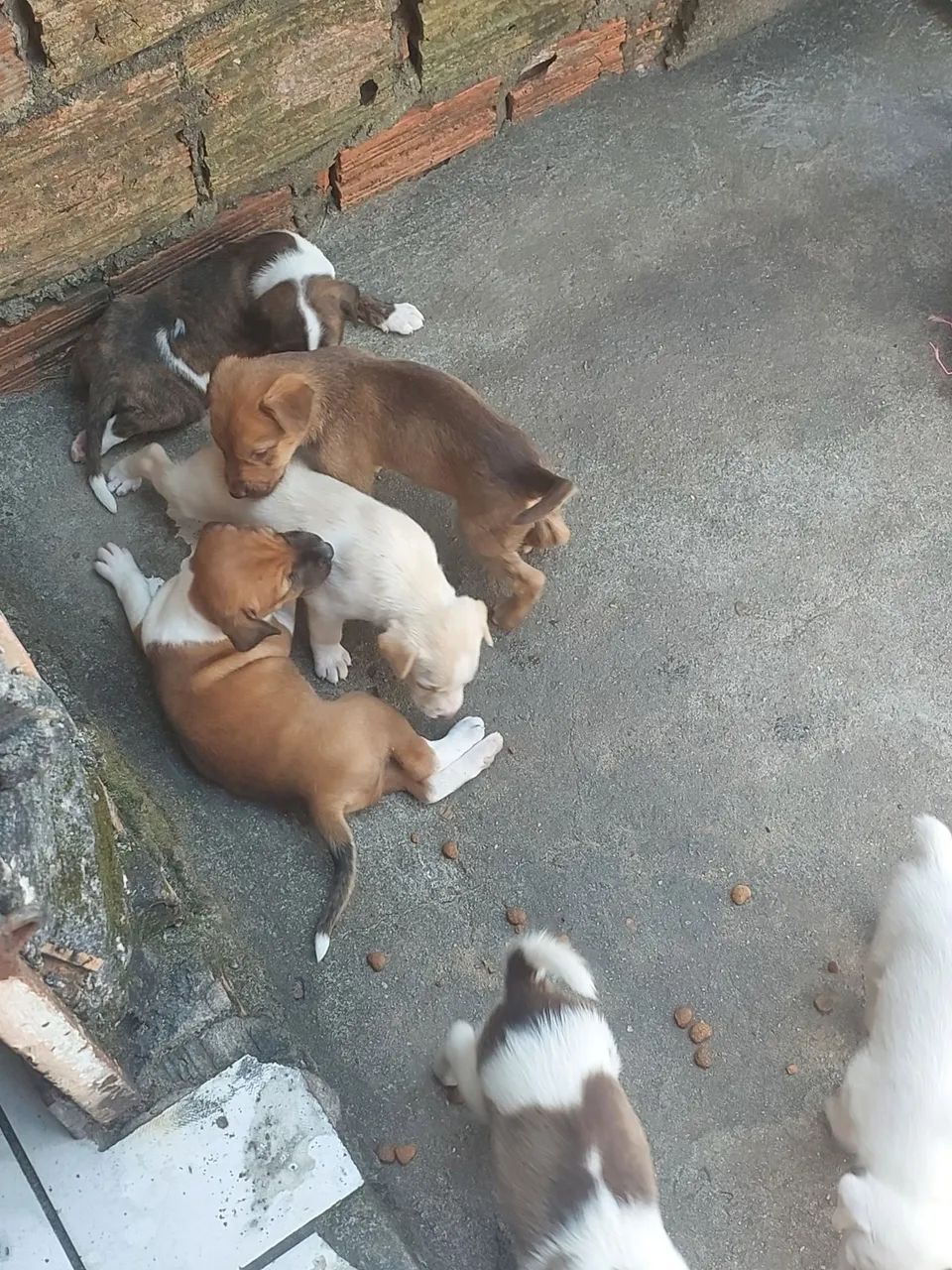 Doação de Cães  - Foto 5