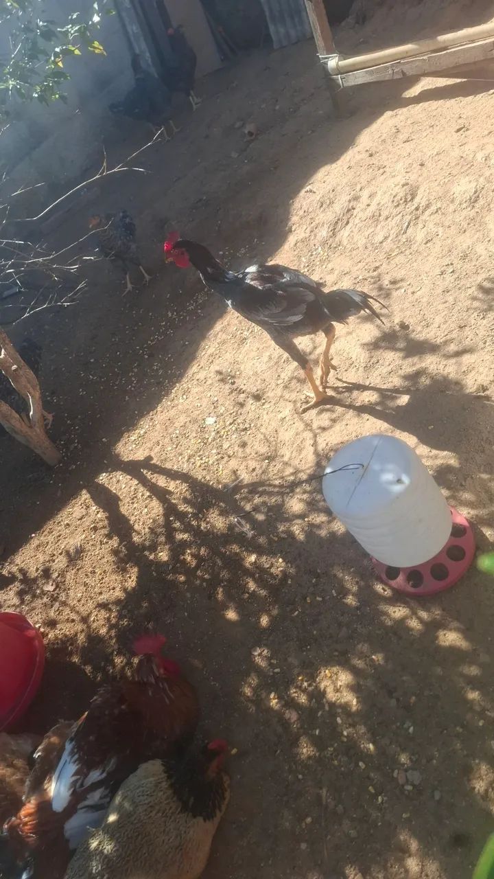 Frango  - Foto 5