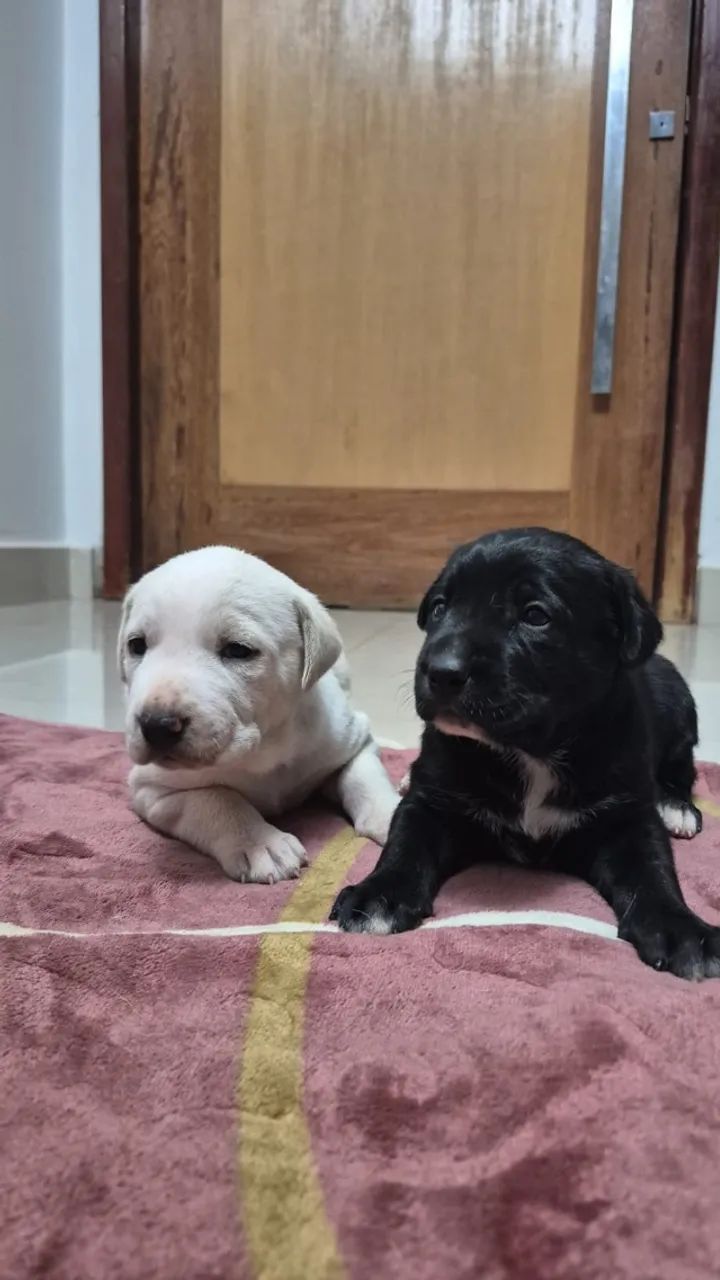 Cachorrinhos  - Foto 2