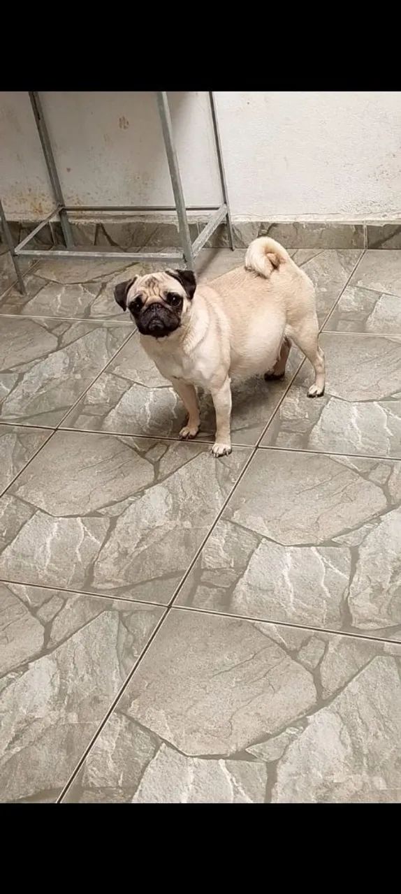 Venda de pugs  - Foto 3