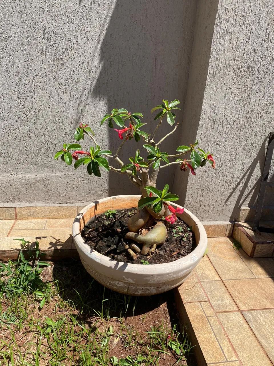 Vasos e rosa do deserto  - Foto 2