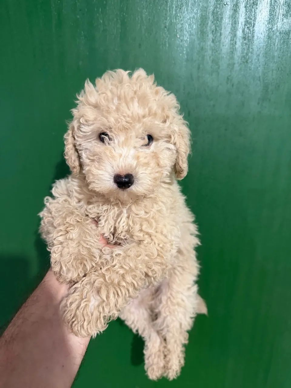 Poodle machinhos