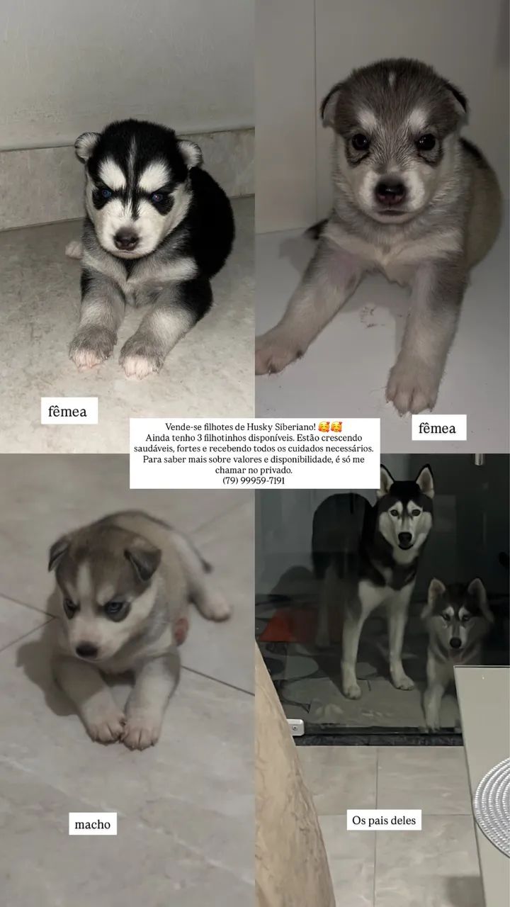 Filhotinhos 