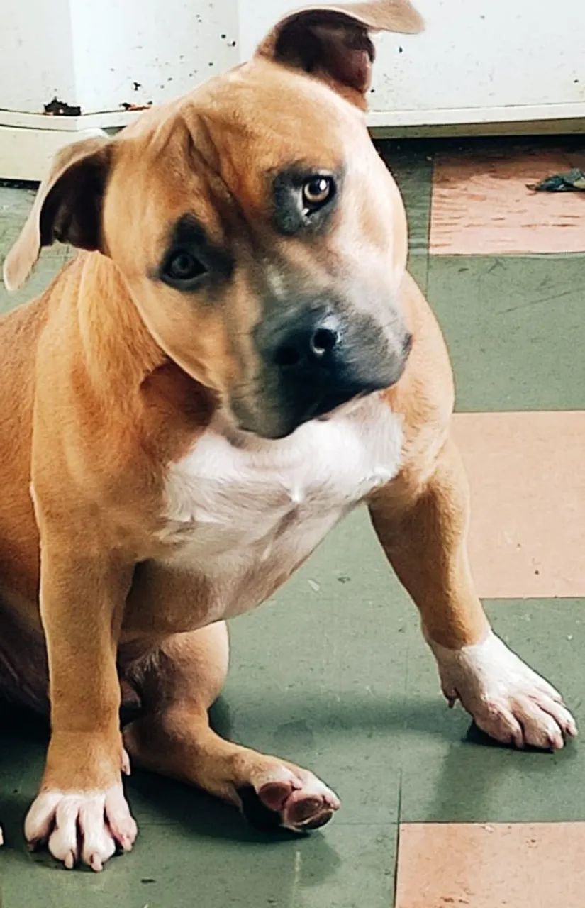 American Bully 