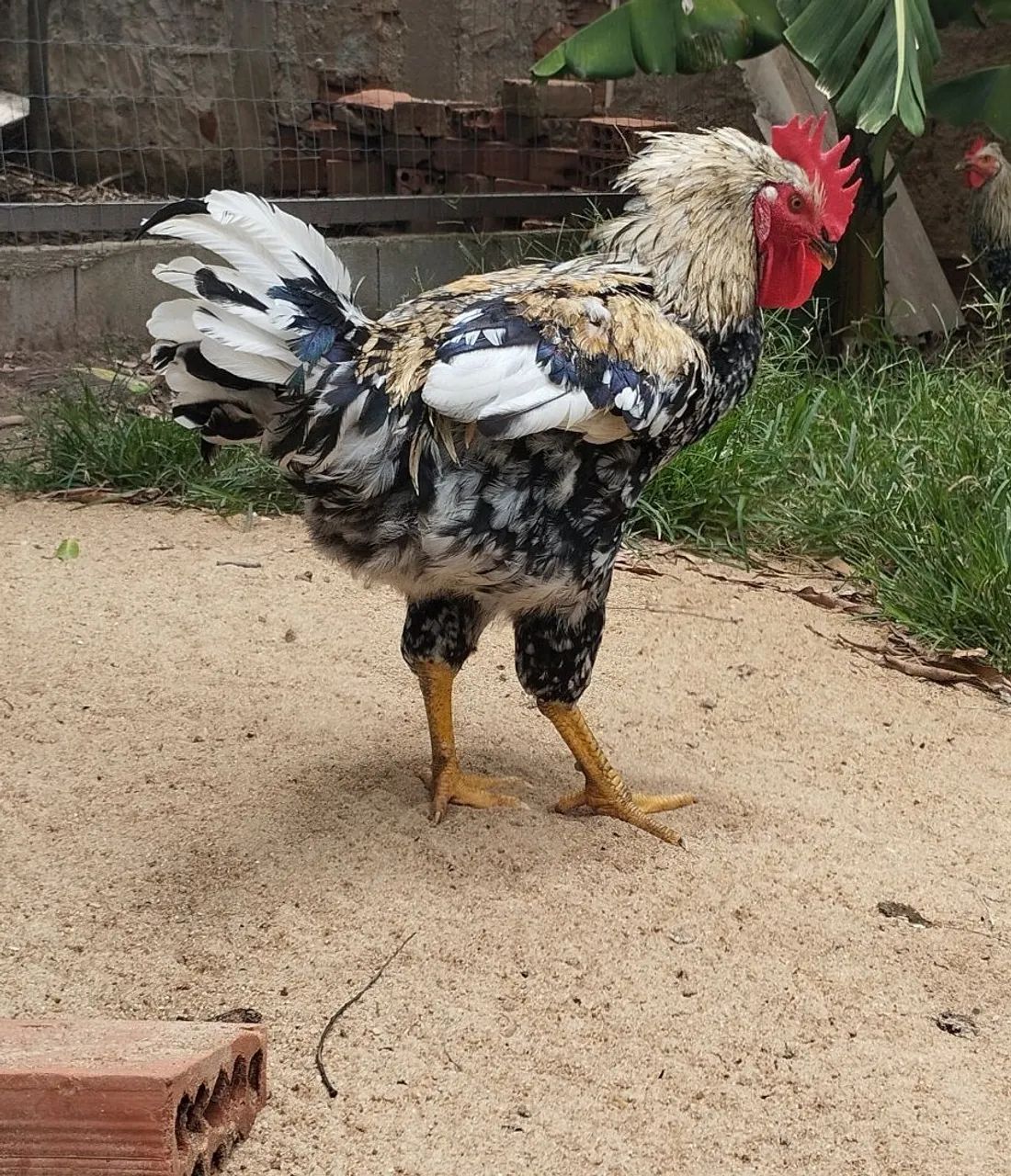 Frango GSB e Mestiço