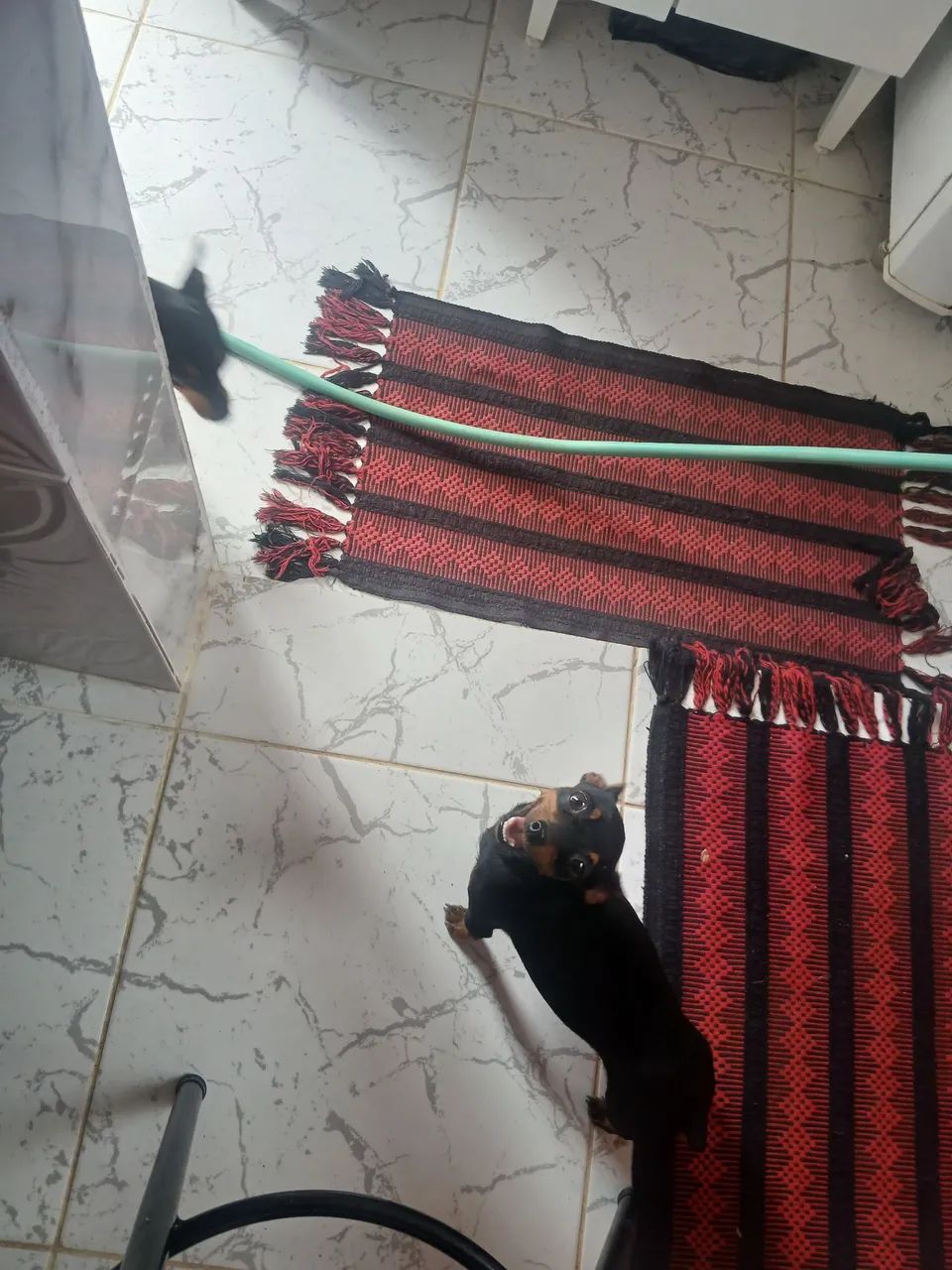 Vendo Pinscher N 2   - Foto 4