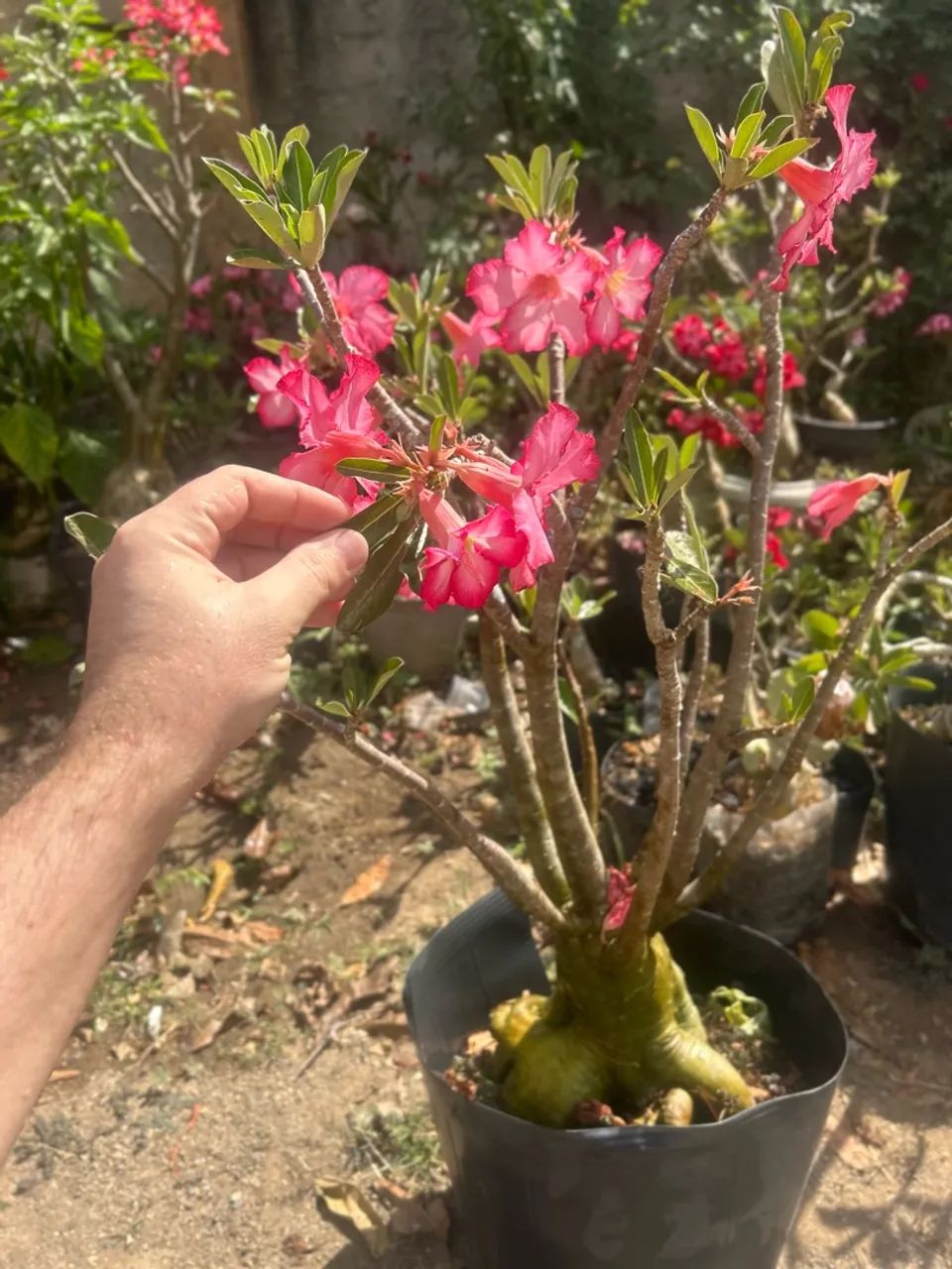 Rosa do deserto  - Foto 3