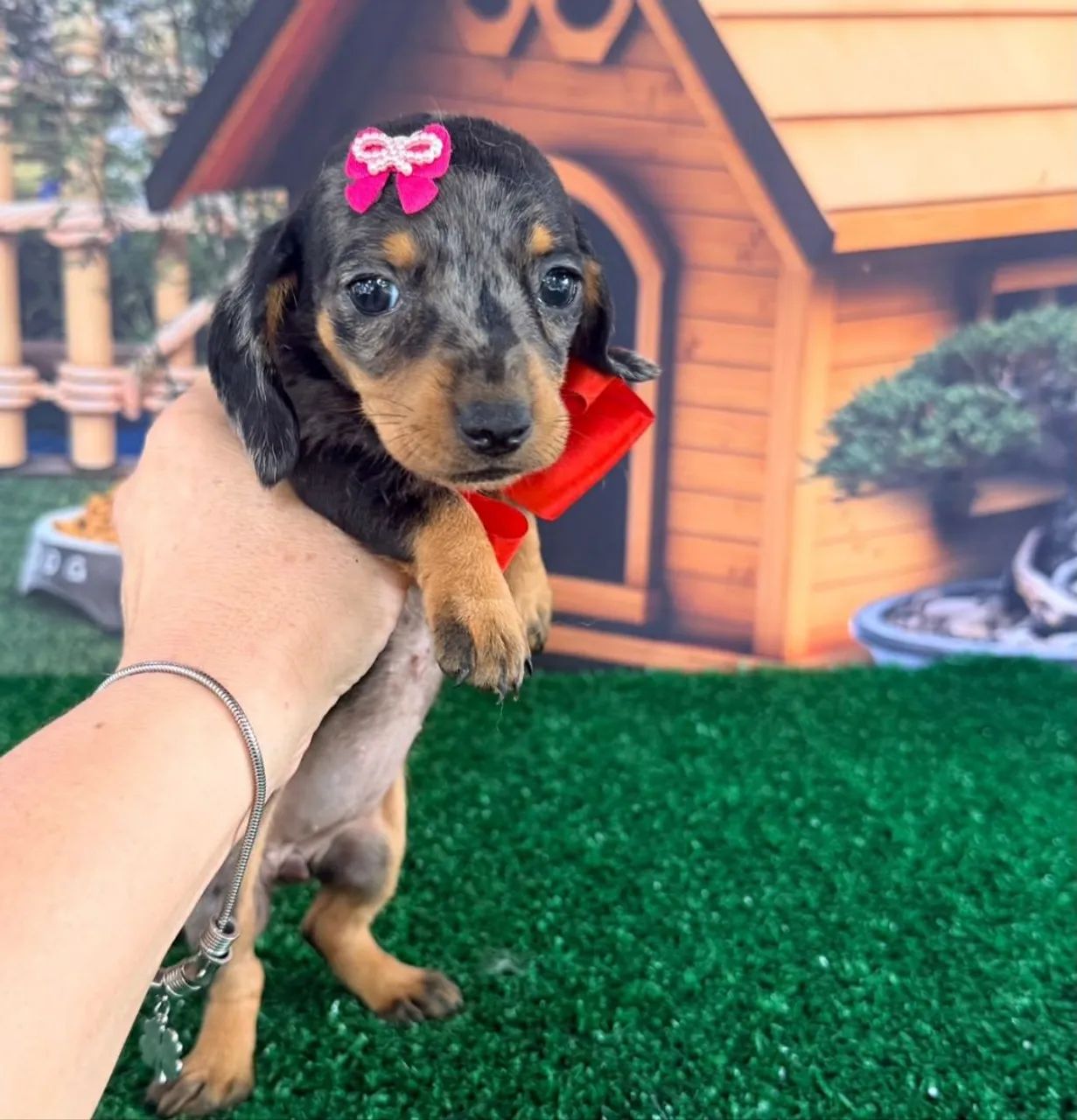 Dachshund  ( salsichinha) - Foto 3