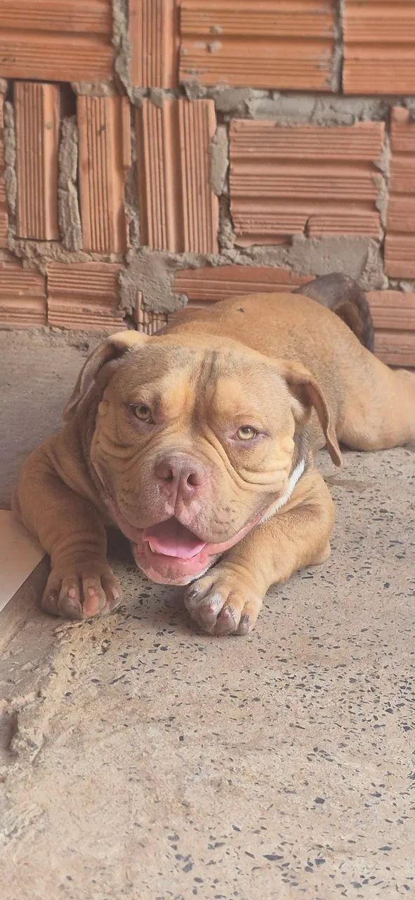 American Bully  - Foto 2