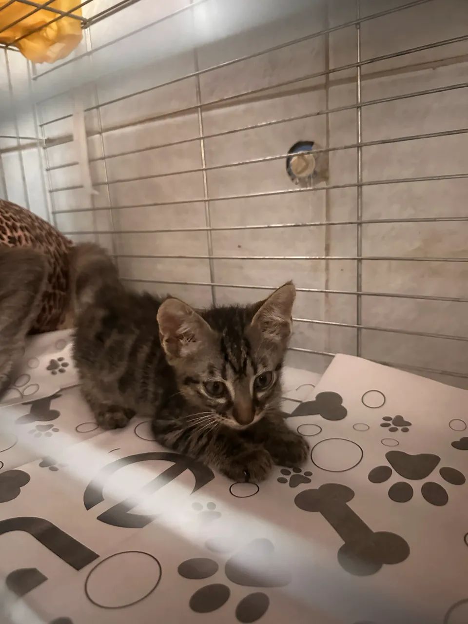 Adoção linda gatinha bebê  - Foto 2