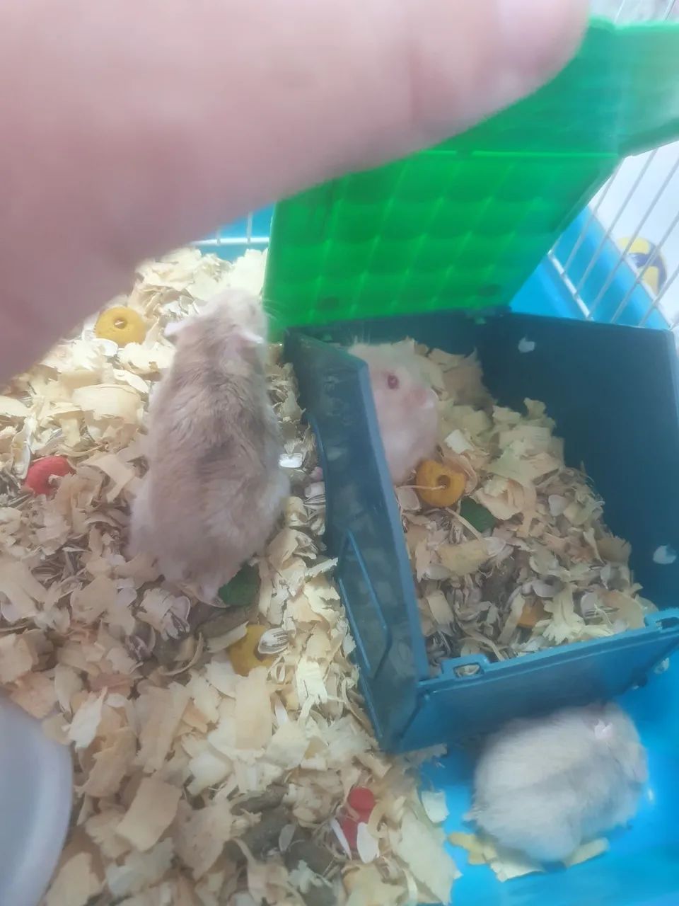 RAMISTER RUSSO R$ 35 ,00