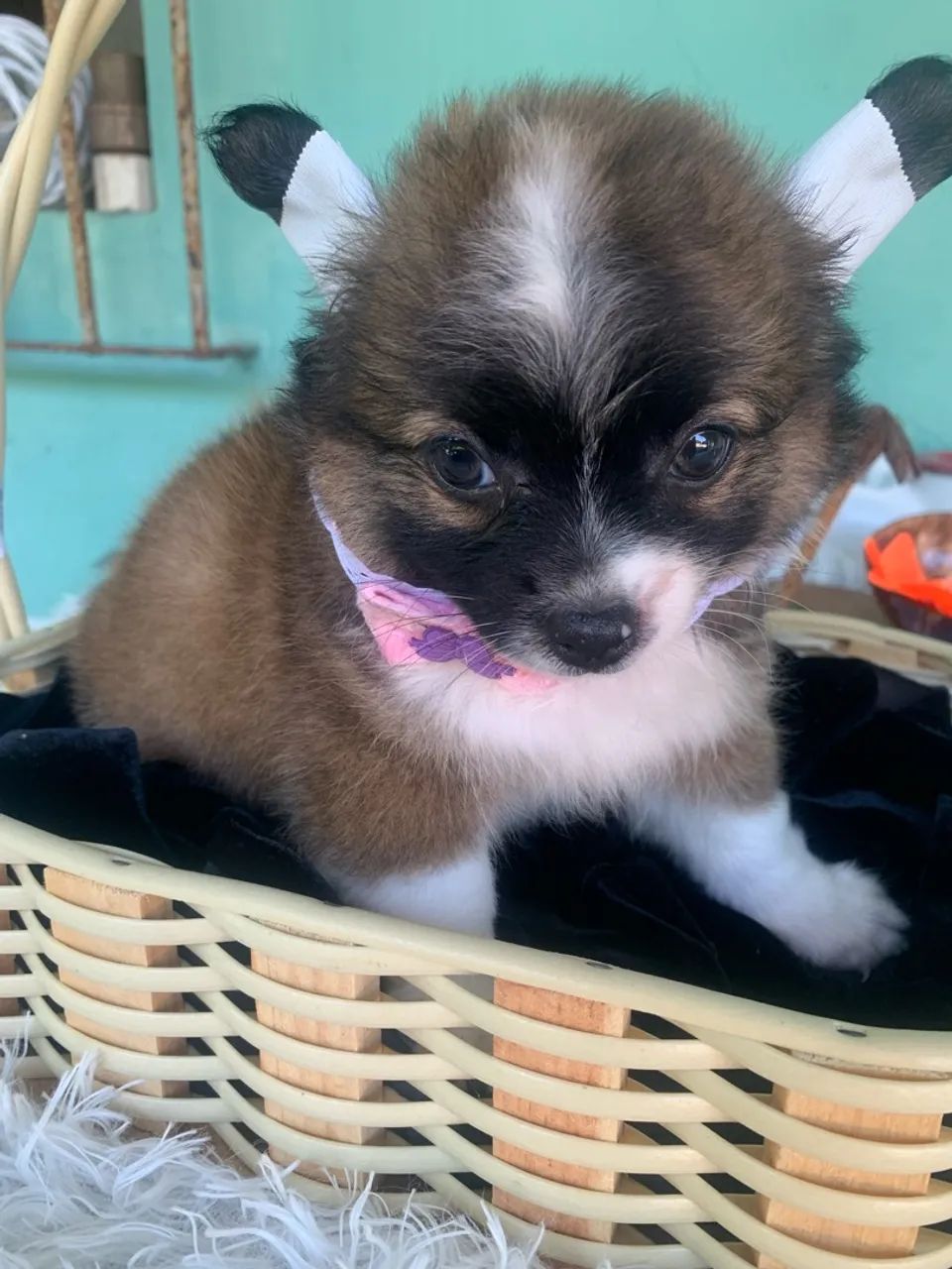 Chihuahua 