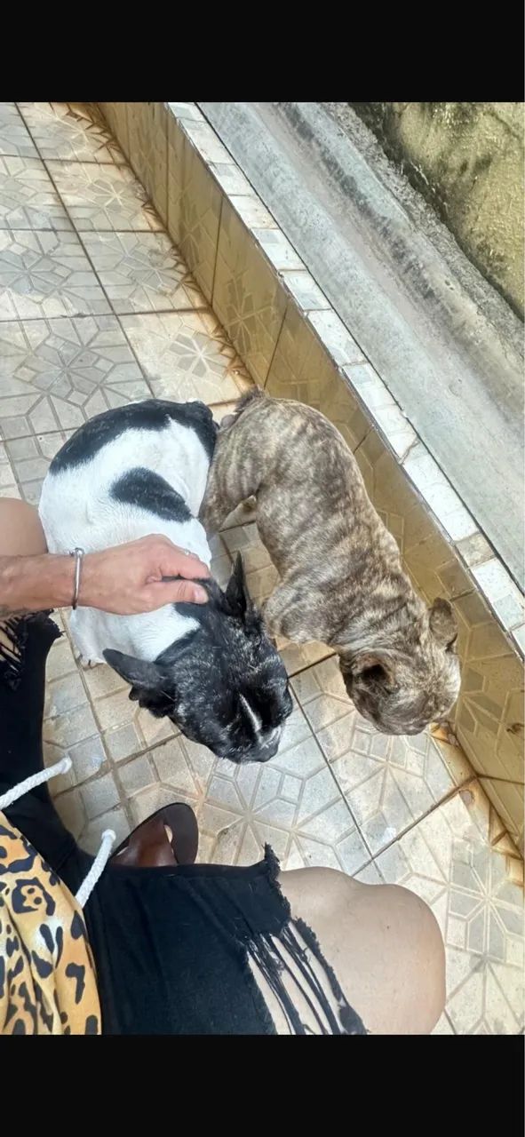 Buldog francês macho  - Foto 2