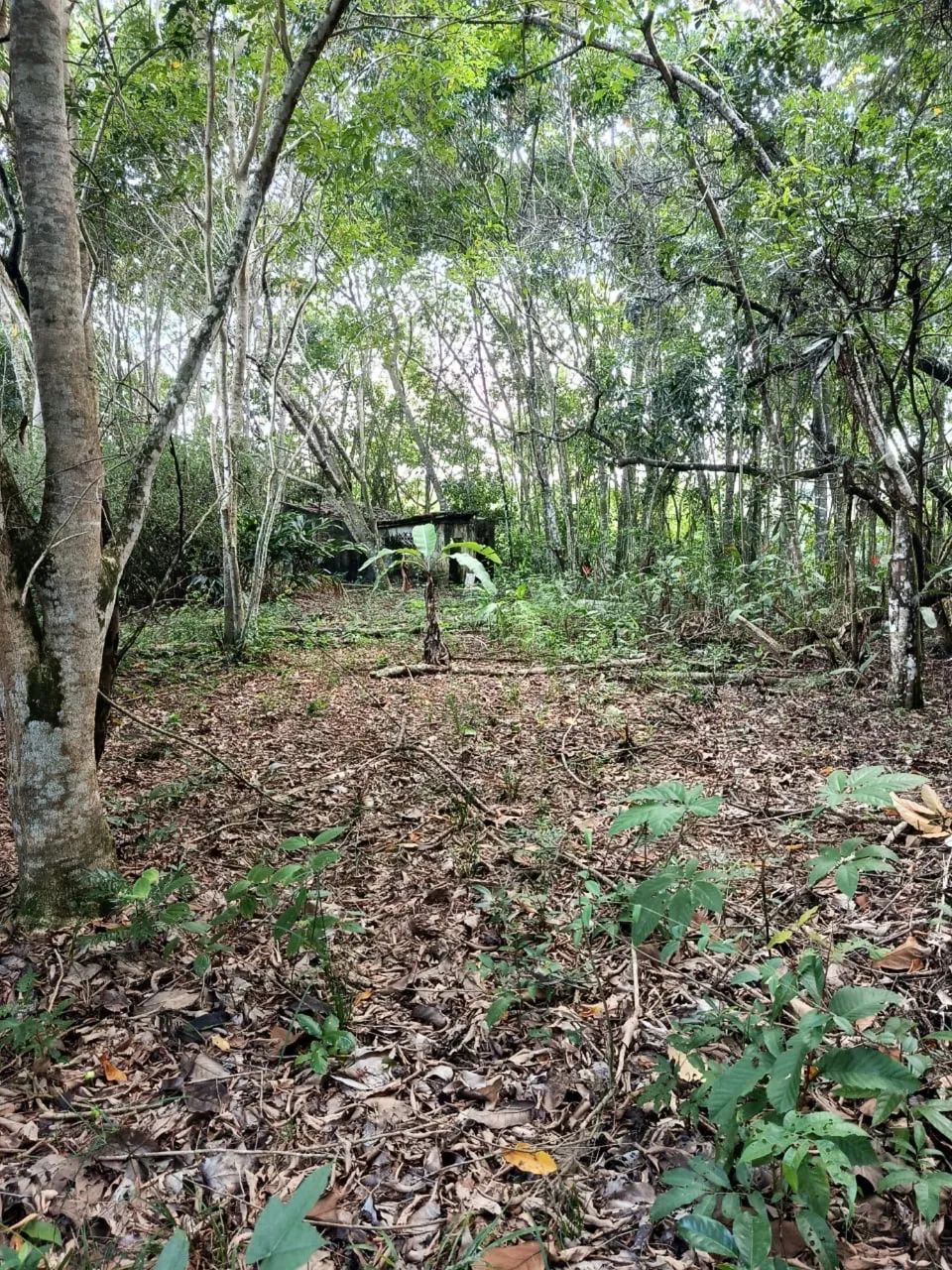 Chácara em Conde litoral sul  - Foto 5
