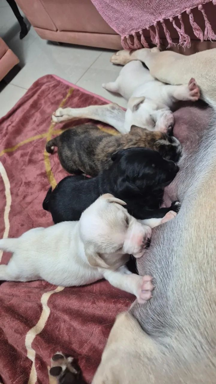 Cachorrinhos  - Foto 4
