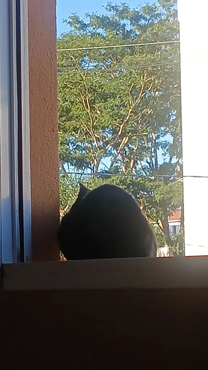 Doação urgente  - Foto 2