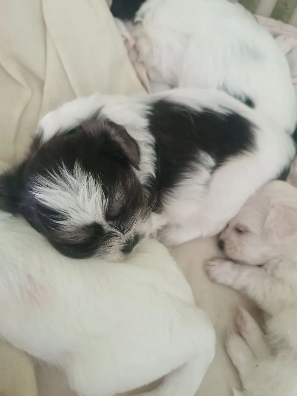 FILHOTES DE LHASA APSO - RESERVAS ABERTAS - Foto 4
