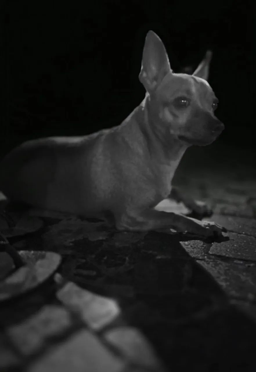 Meu nome é Thor, procuro uma namorada!!! - Foto 5