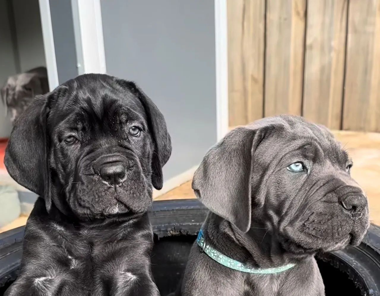 Cane corso  - Foto 4