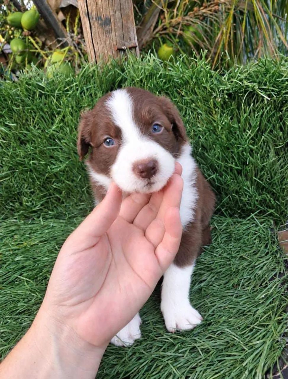Filhotes de Border collie 