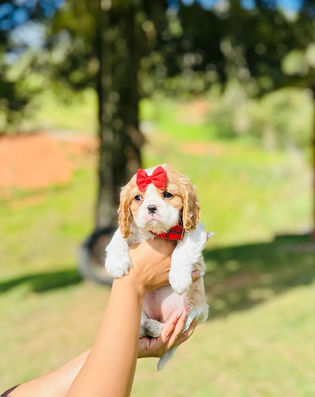 Cavalier king a pronta entrega 
