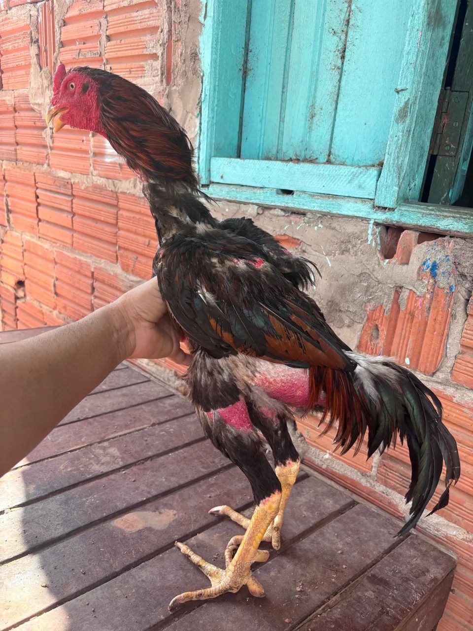 Galo indiano  - Foto 2