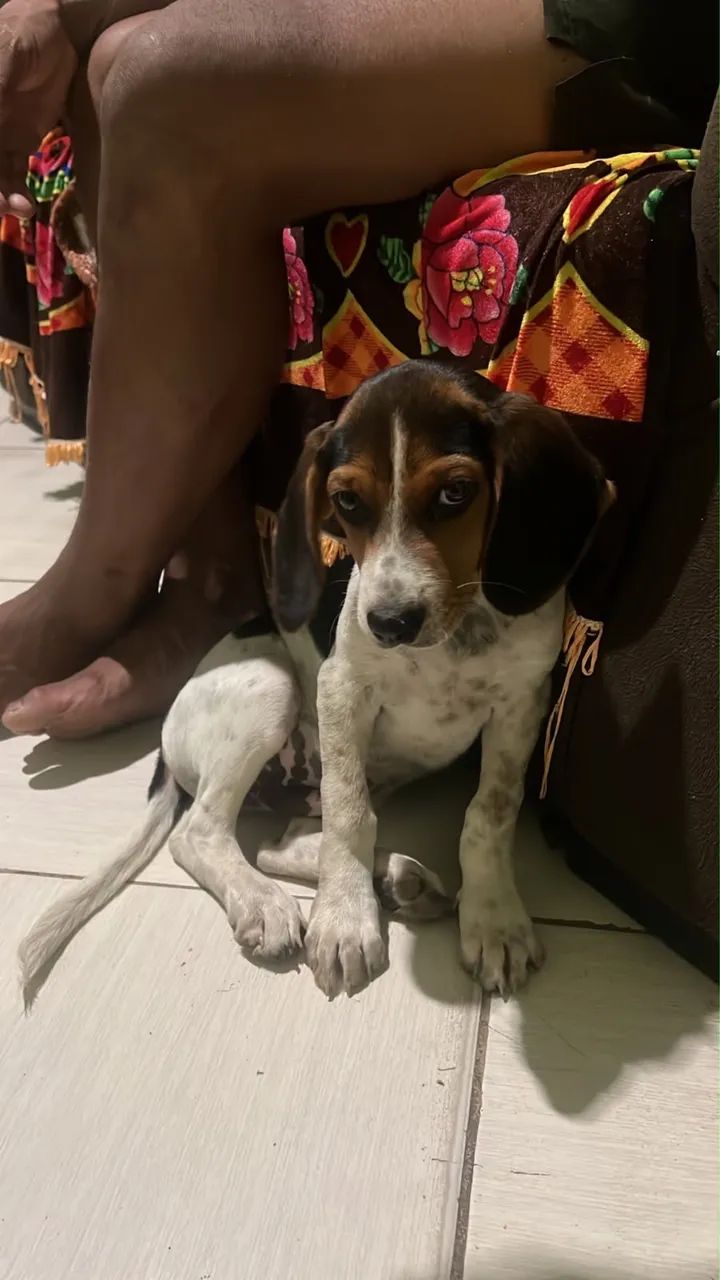 bigo com americano  - Foto 4