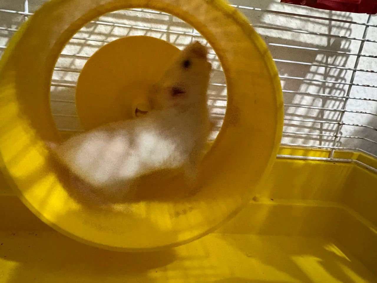 Gaiola com ramster - Foto 3