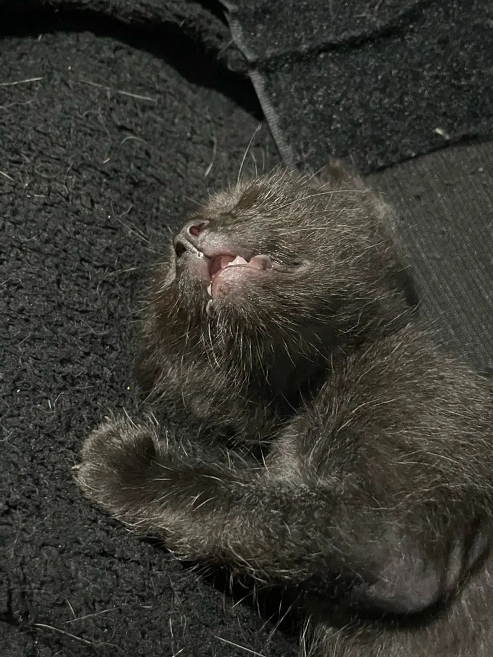 gatinhos - Foto 3