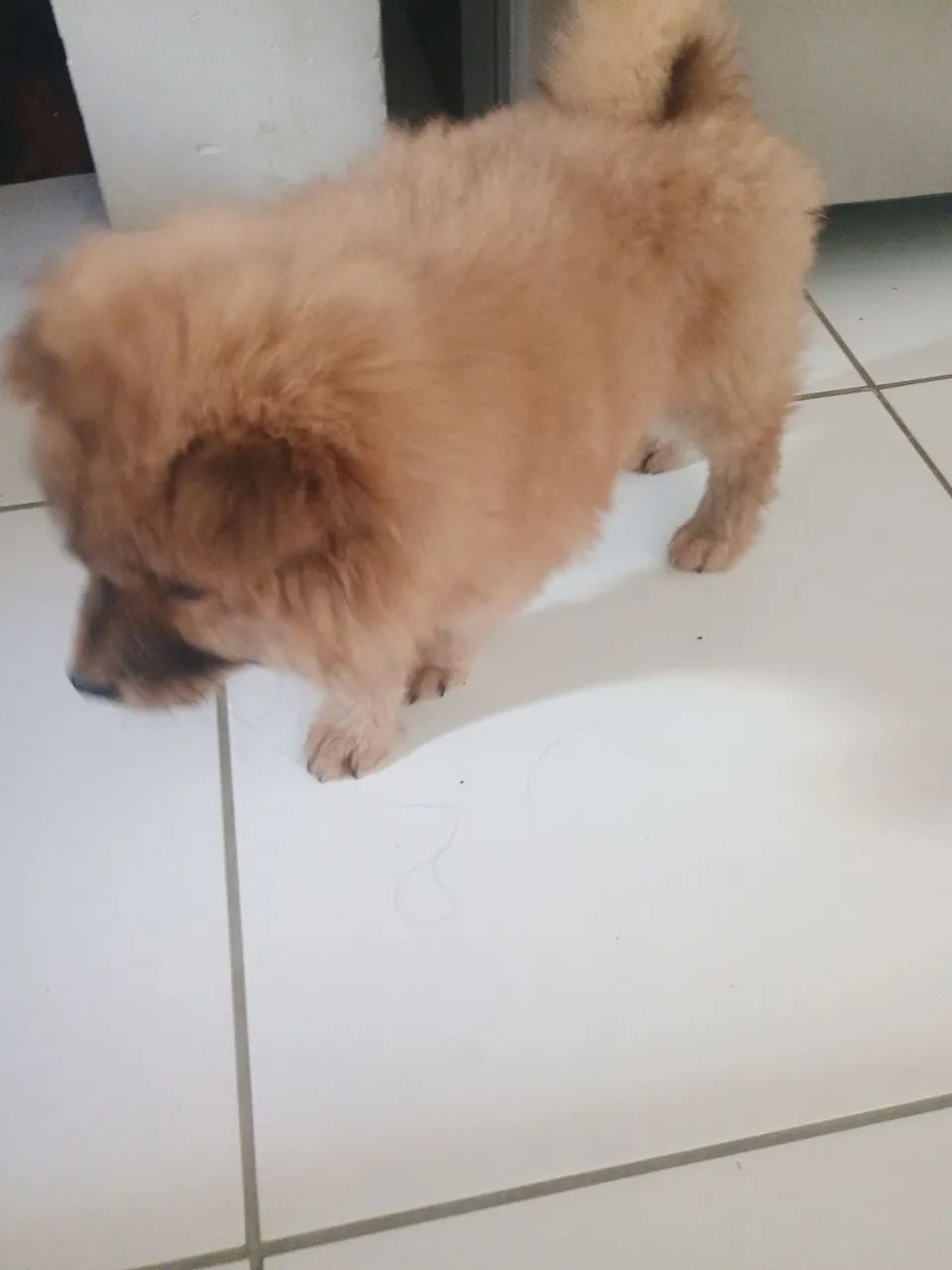 Chow chow 
