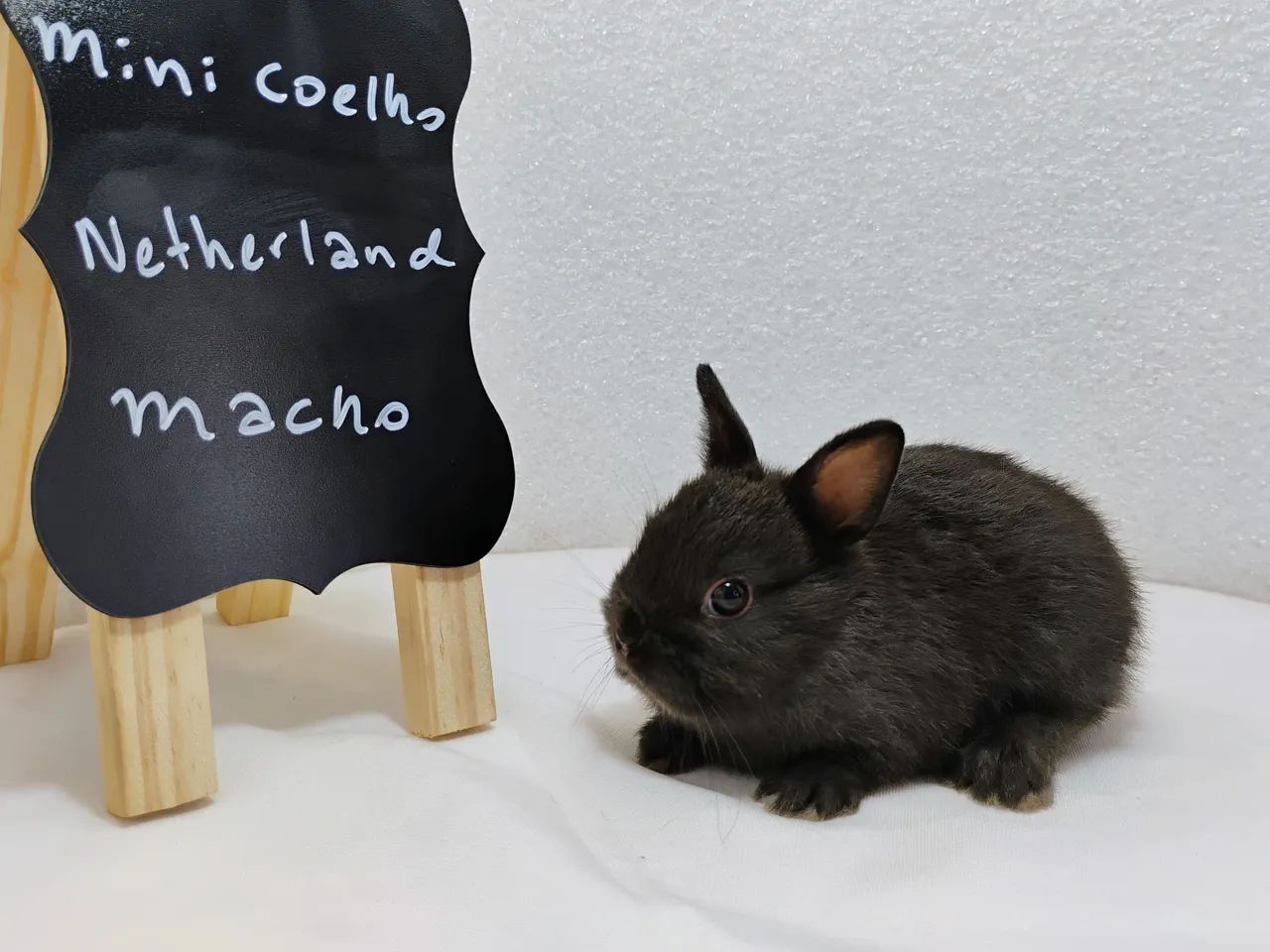 Mini Coelhos Netherland  - Foto 2