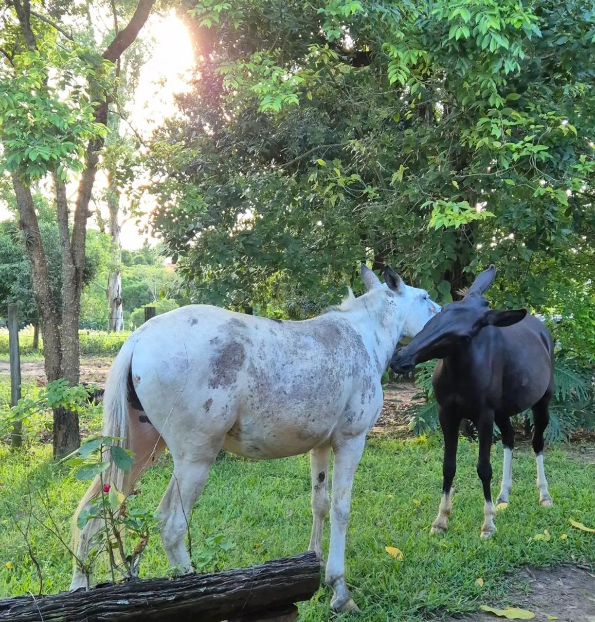 Muares burro mula - Foto 3