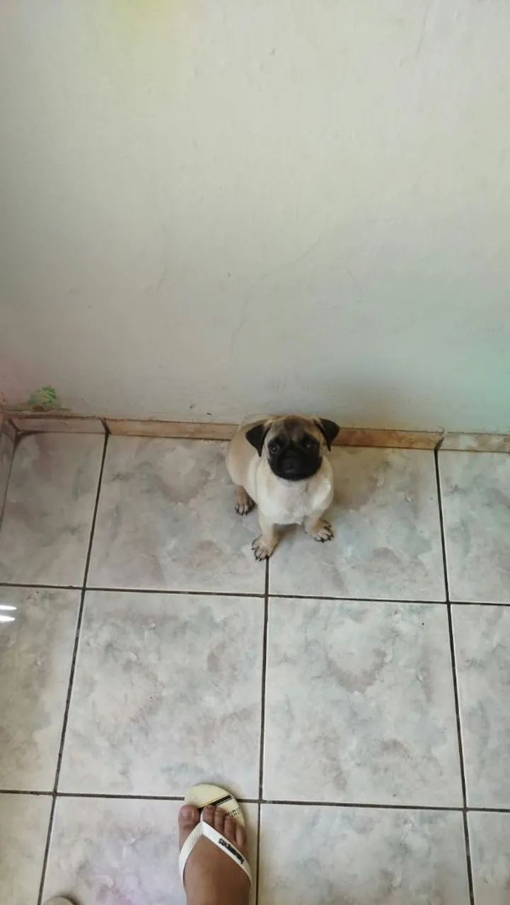 Cachorro Pug - Foto 2