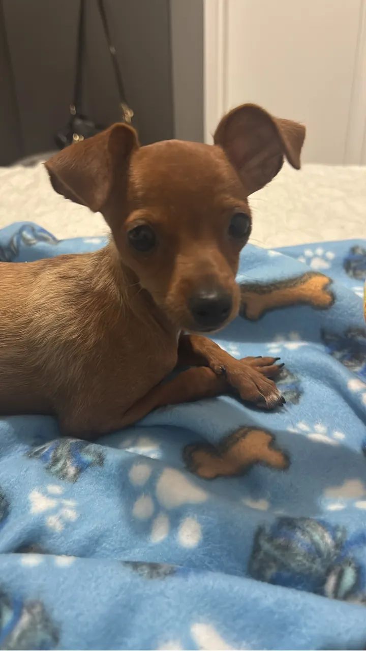 Pinscher zero  - Foto 3