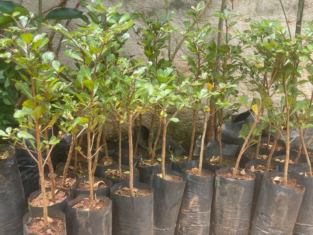 7 Copas Africana - Foto 2