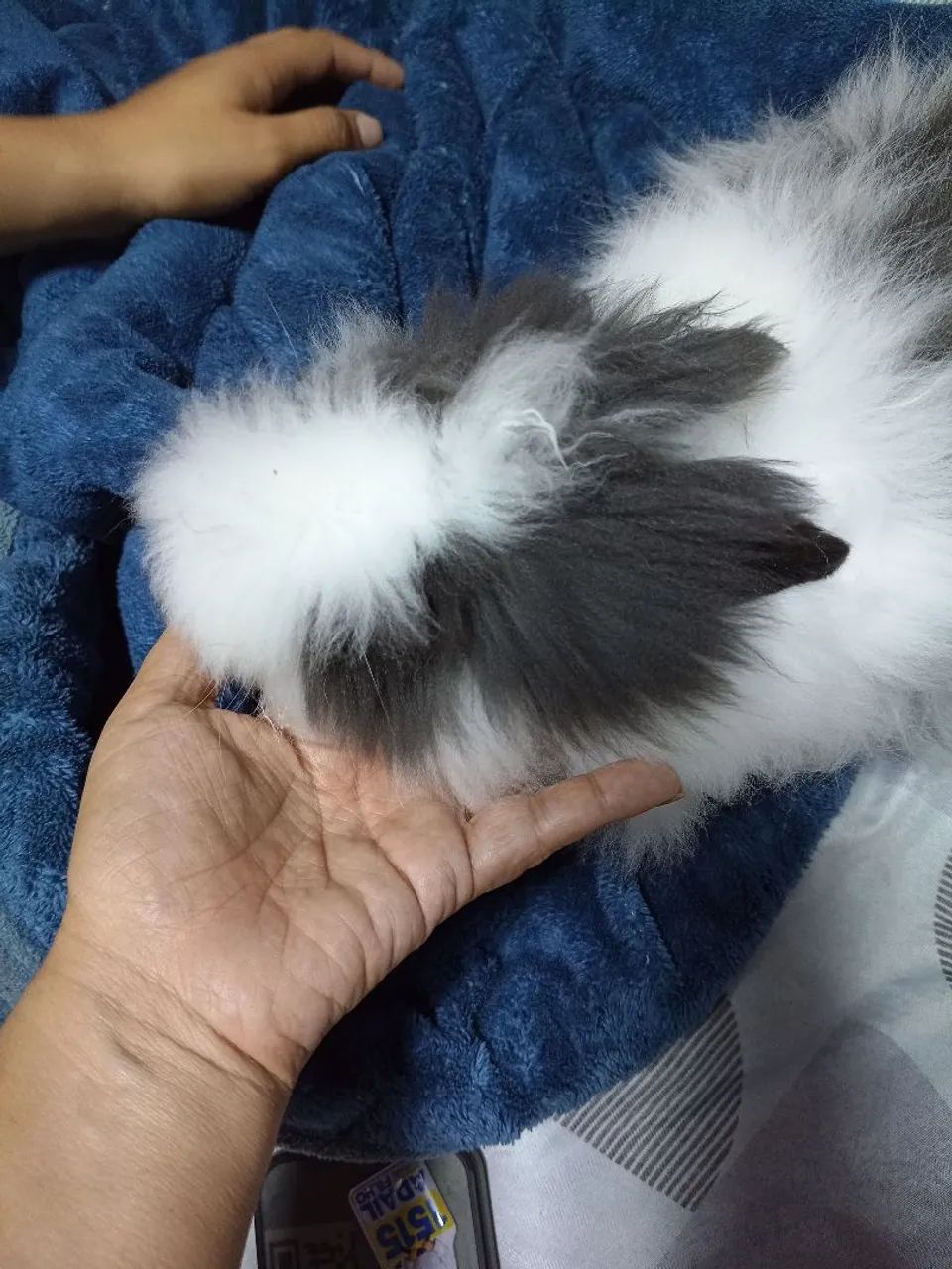 Coelhos  - Foto 4