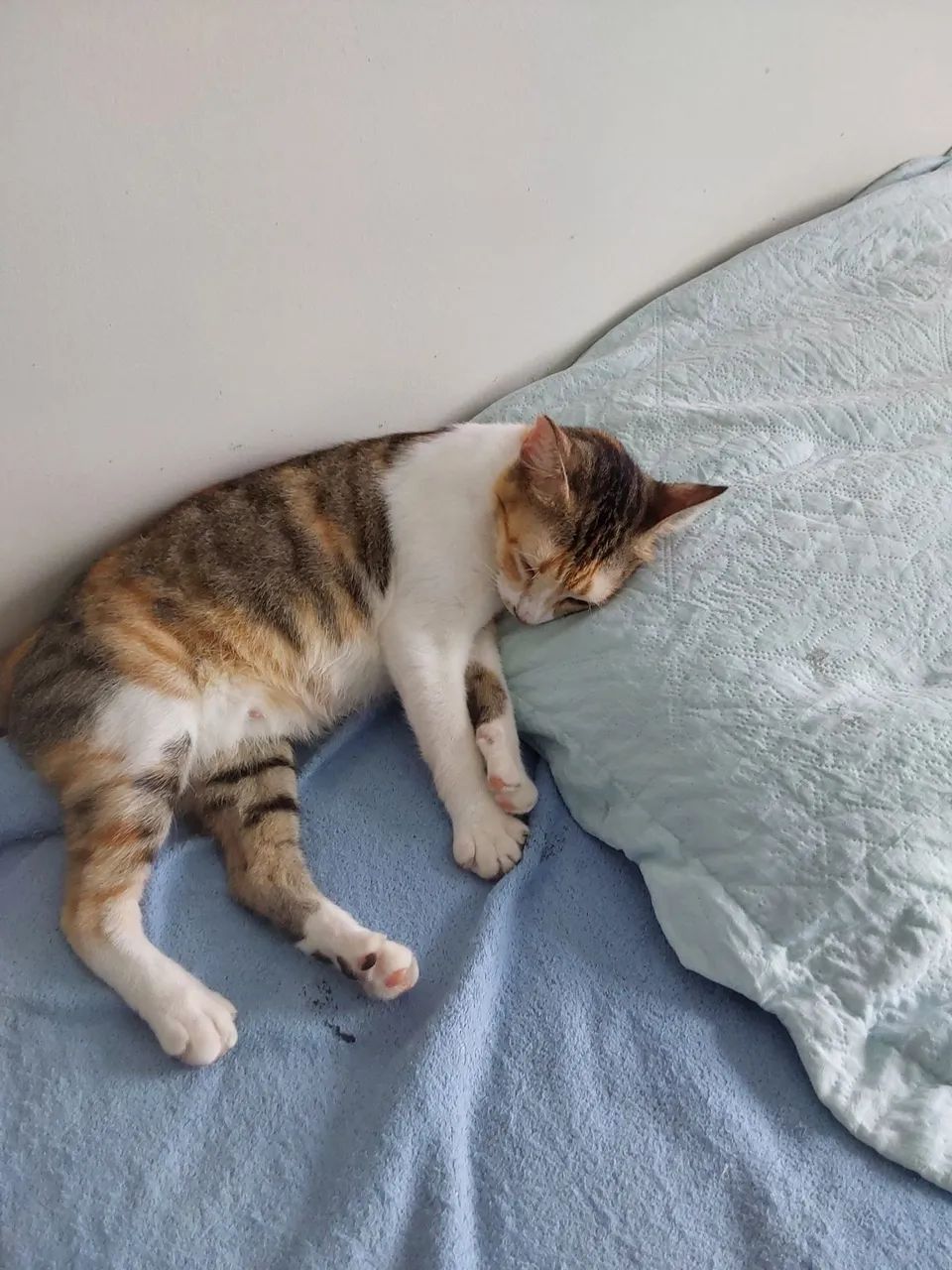 Quem adota uma gatinha carinhosa é possessiva com o dono? Kk - Foto 2