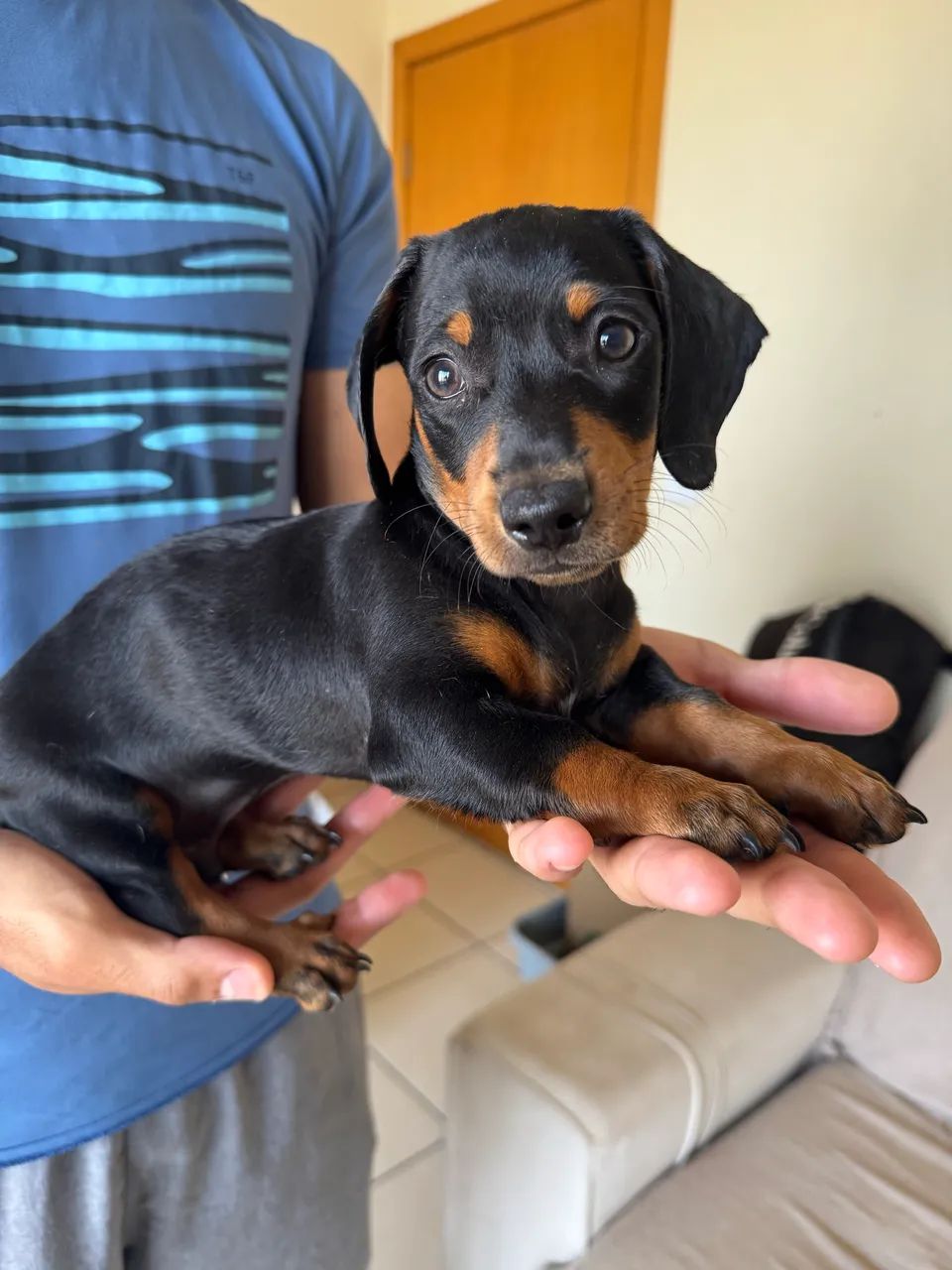 Filhote macho de salsicha dachshund 