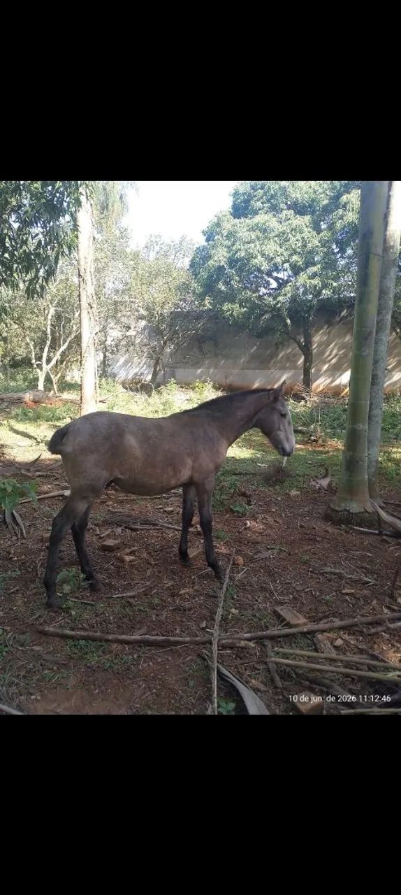 Potro lusitano  