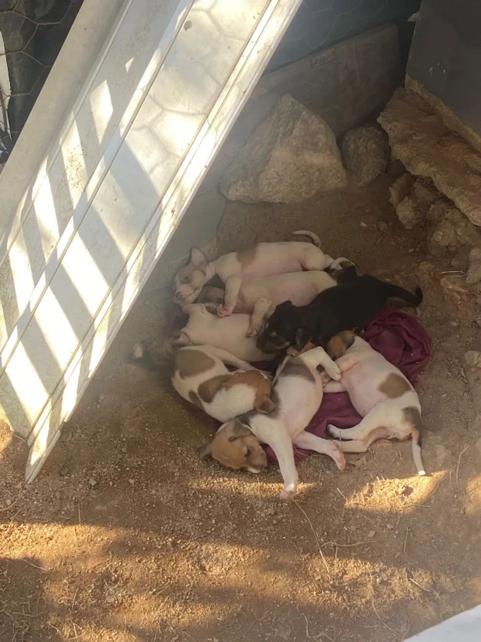 Cachorro - doação 
