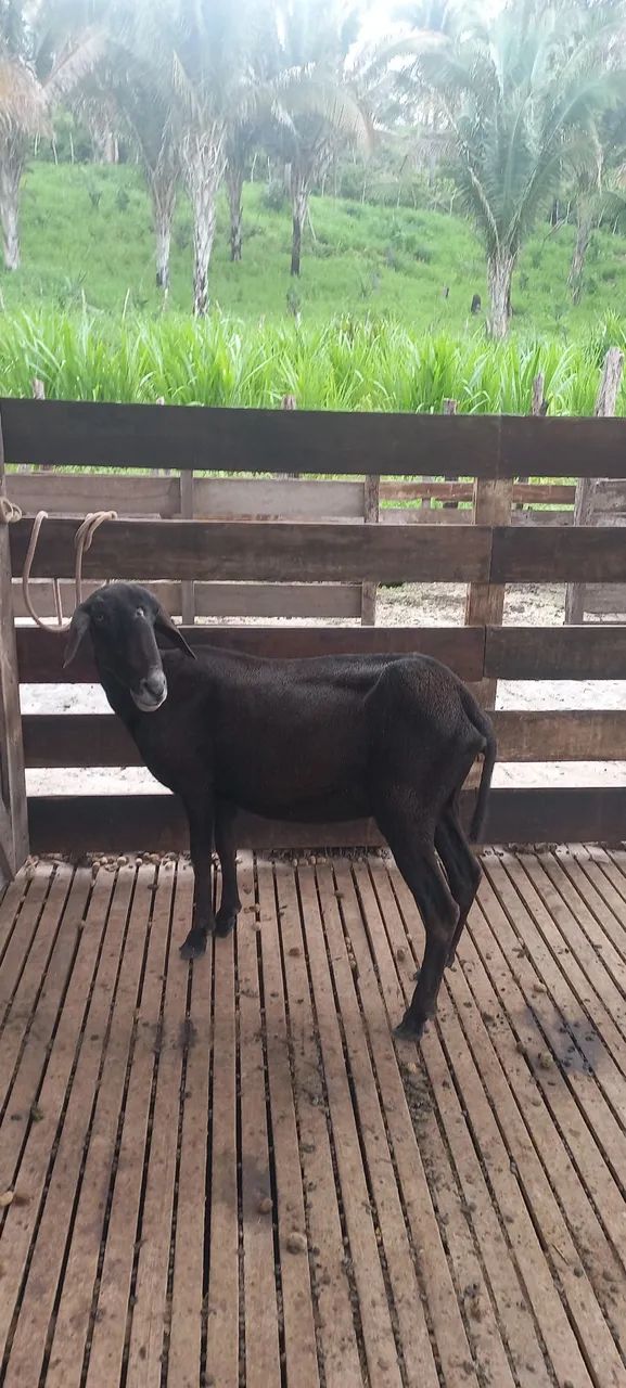 VENDO OVELHA SANTA INES  - Foto 3