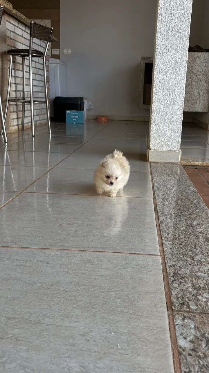 Fêmea Lulu da pomerania, Szptiz Alemão Anão  - Foto 2