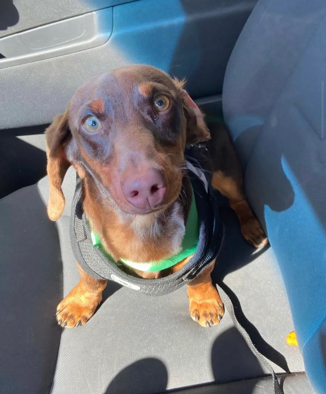 Dachshound 