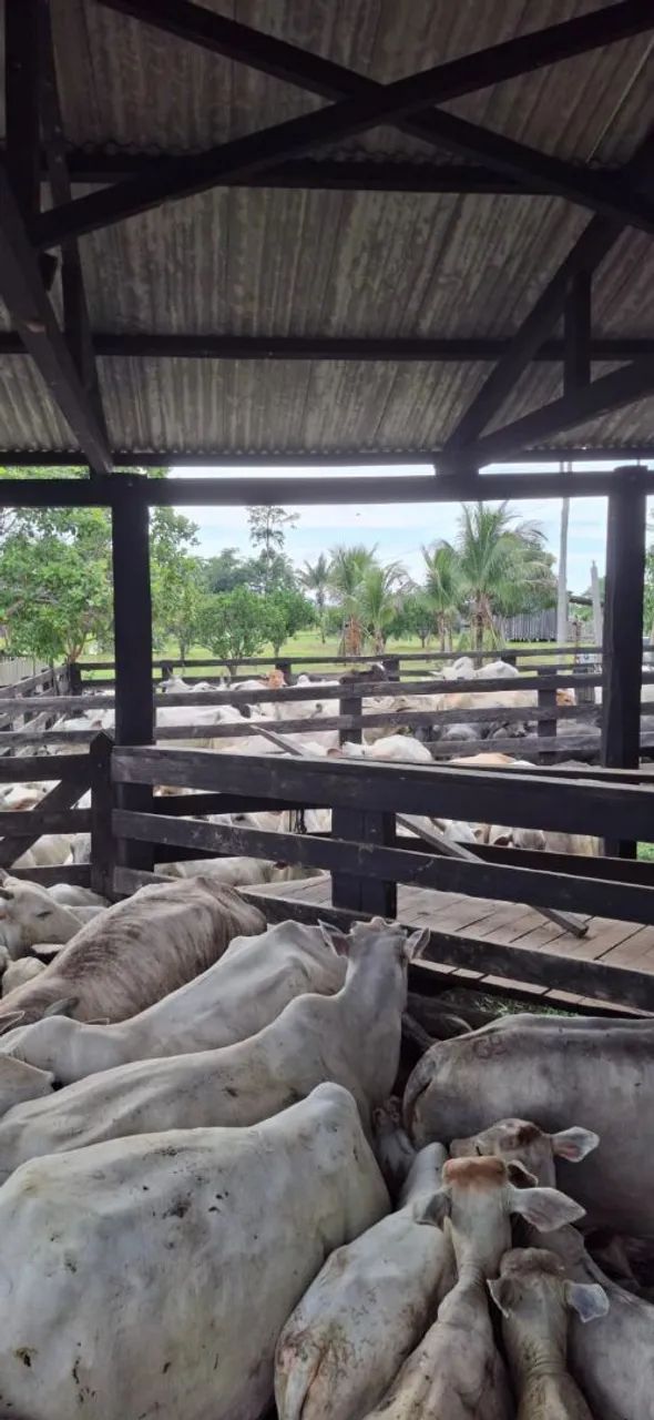 Terra -a venda oportunidade! - Foto 5